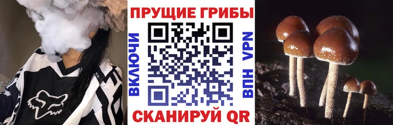 цена   Новопавловск  Псилоцибиновые грибы мухоморы 